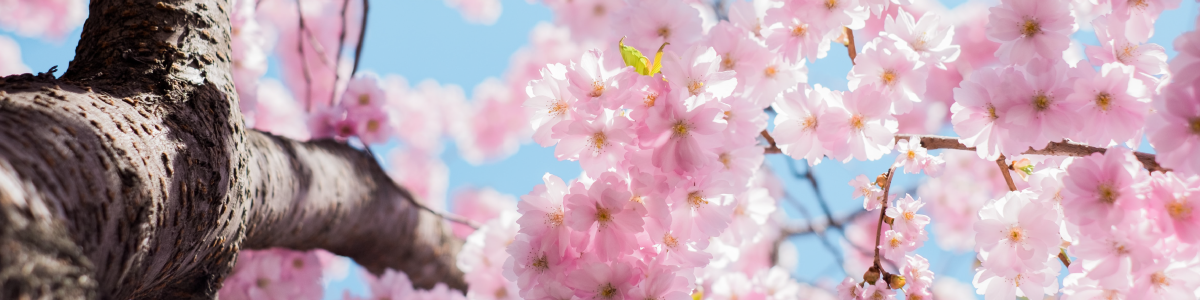 cherry blossoms blooming, new home maintenance guide